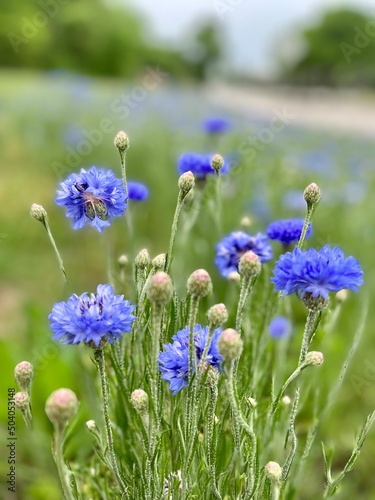 flowers in the field