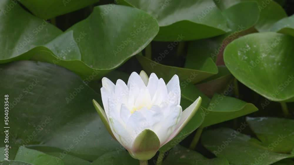 White water lily flower. Video of Nymphaea blooming in the pond surrounded by leaves. White water lily flower. Video of Nymphaea blooming in the pond surrounded by leaves.