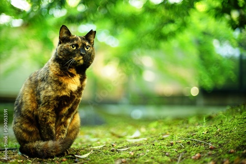 A tortoiseshell cat sitting in Japanese garden at fresh green season photo