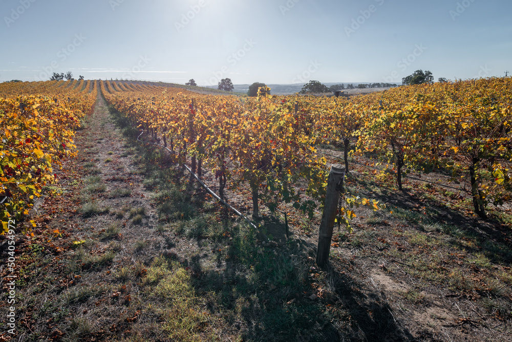 South Australian winery in Barossa Valley in autumn landscape