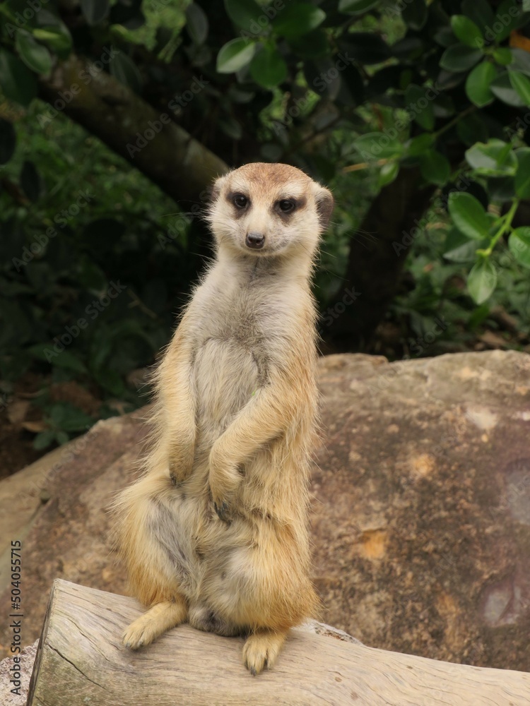 Fototapeta premium meerkat on guard