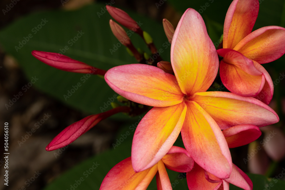 Close Up of Vibrant Pink and Yellow Plumeria Flower