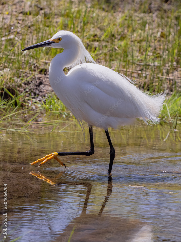 Obraz premium Snowy Egret on a pond with cattails