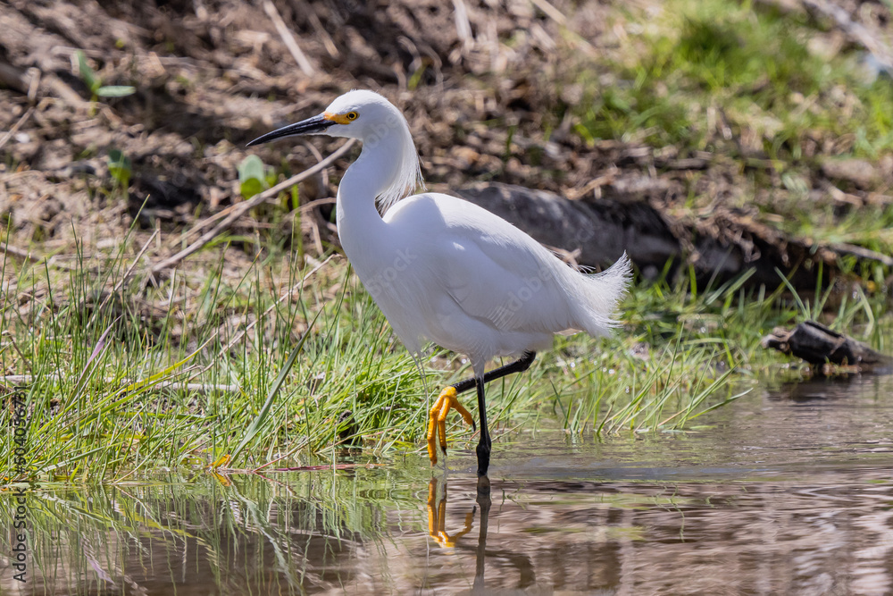 Obraz premium Snowy Egret on a pond with cattails