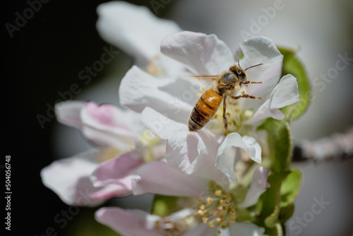 bee on an apple blossom in the spring
