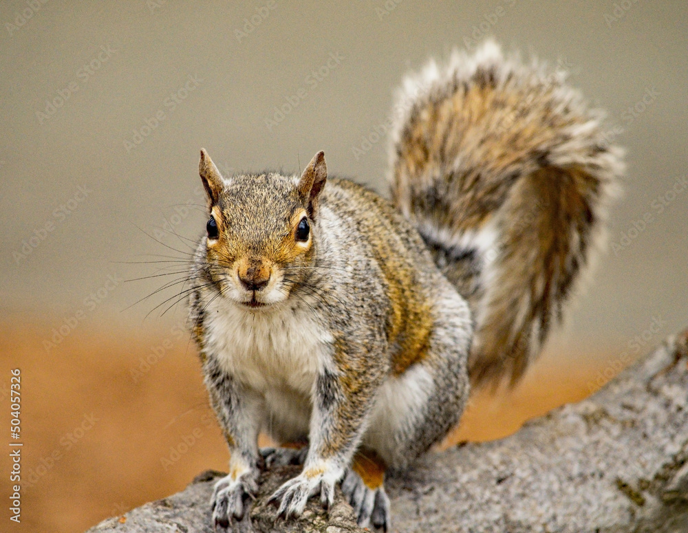 Obraz premium Squirrel frozen in place on a tree branch, posing for a photo.