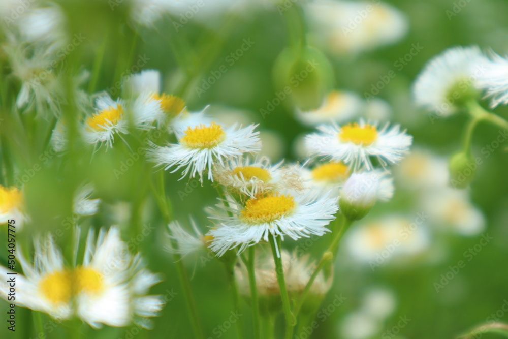 Fototapeta premium 5月の花4