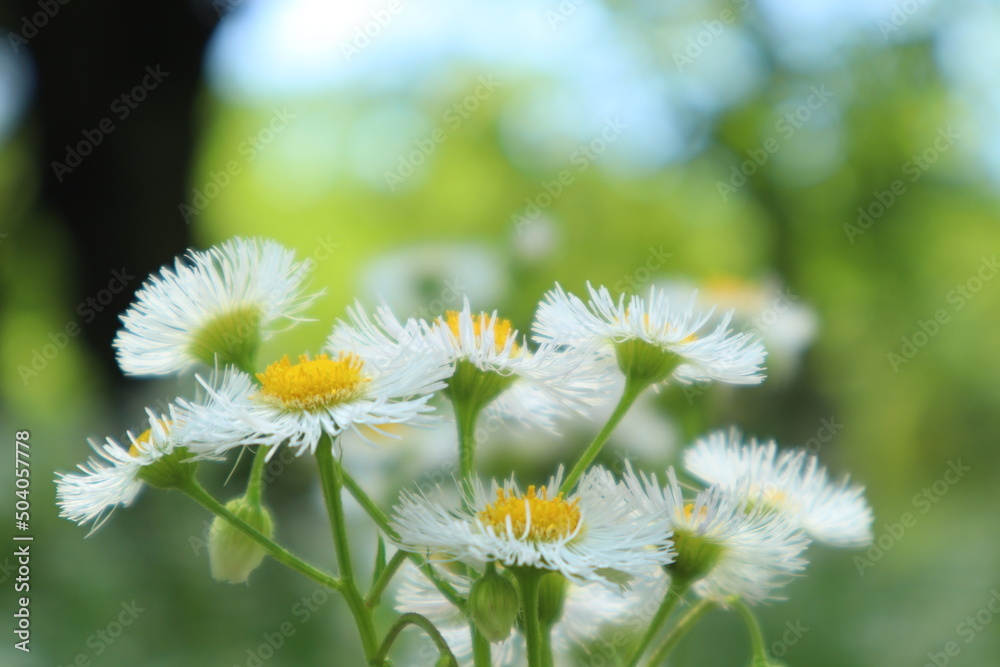 5月の花3 5月の花3