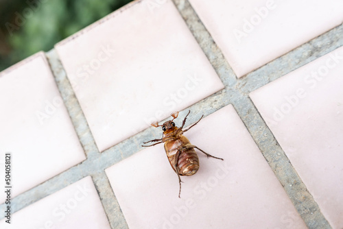 An adlult cockchafer on the ground with its belly and feets up struggling. A wild beetle belongs to  scarabaeidae family.  photo