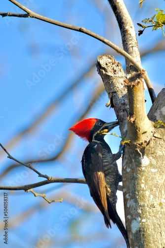 Pájaro Carpintero 3