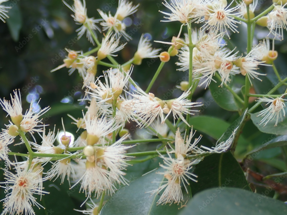 Red shoots (Syzygium myrtifolium) flower. It is a species of plant known as an ornamental plant belonging to the genus Syzygium. The flowers are compound flowers with a series of limited coral panicle Red shoots (Syzygium myrtifolium) flower. It is a species of plant known as an ornamental plant belonging to the genus Syzygium. The flowers are compound flowers with a series of limited coral panicle