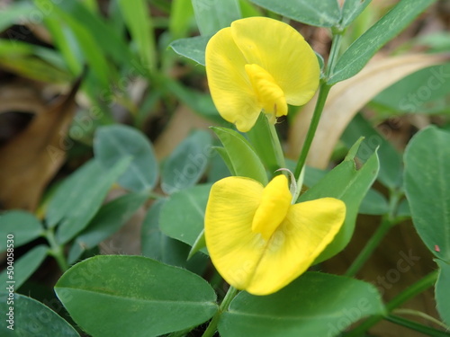 Fototapeta Naklejka Na Ścianę i Meble -  Arachis pintoi, the Pinto peanut flower bloom in the garden with blurredbackground. Pinto peanut is a type of legume that grows creeping (ground cover) above the soil surface.