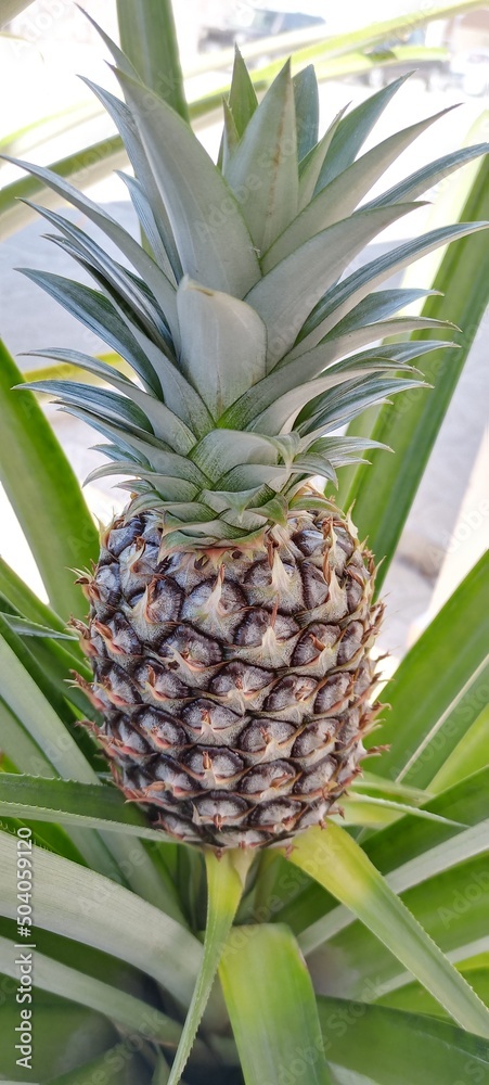 Fototapeta premium pineapple on the garden