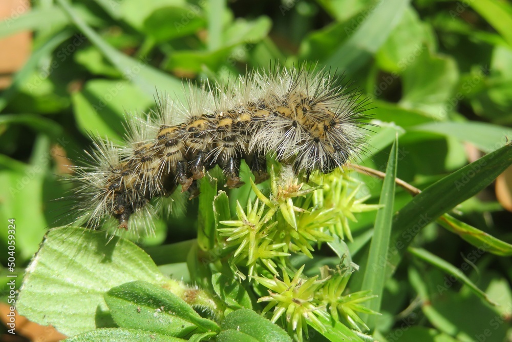 Woolly caterpillar on green background in Florida wild Woolly caterpillar on green background in Florida wild