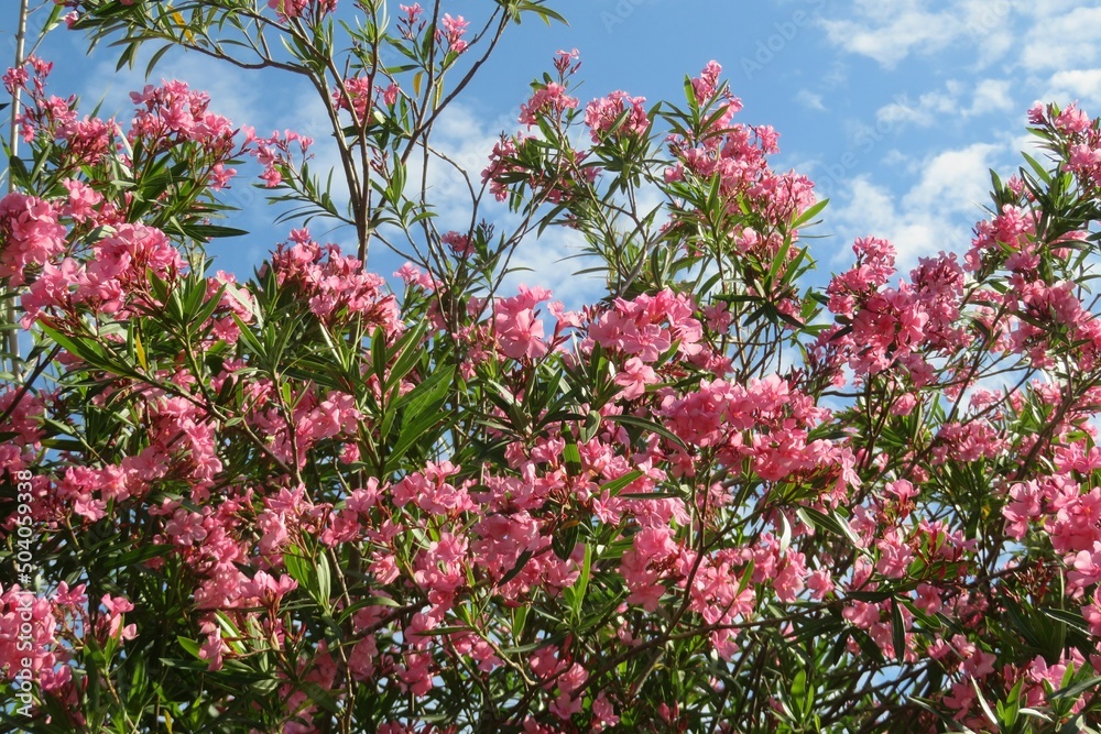 Beautiful oleander bush with pink flowers in spring on blue sky Beautiful oleander bush with pink flowers in spring on blue sky