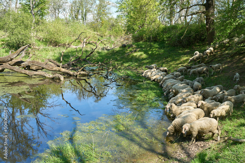 Flock of sheep drinking at a water hole in the Wiesenpark on the Elbe River near Magdeburg, Germany photo