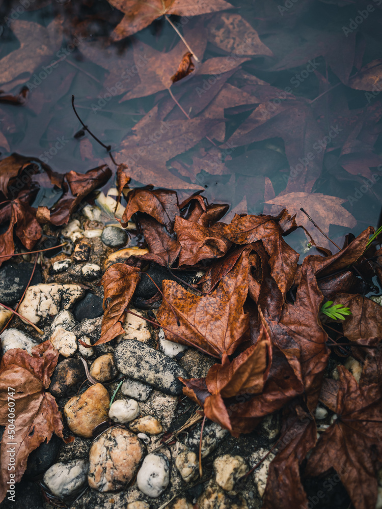 autumn leaves on the rocks autumn leaves on the rocks
