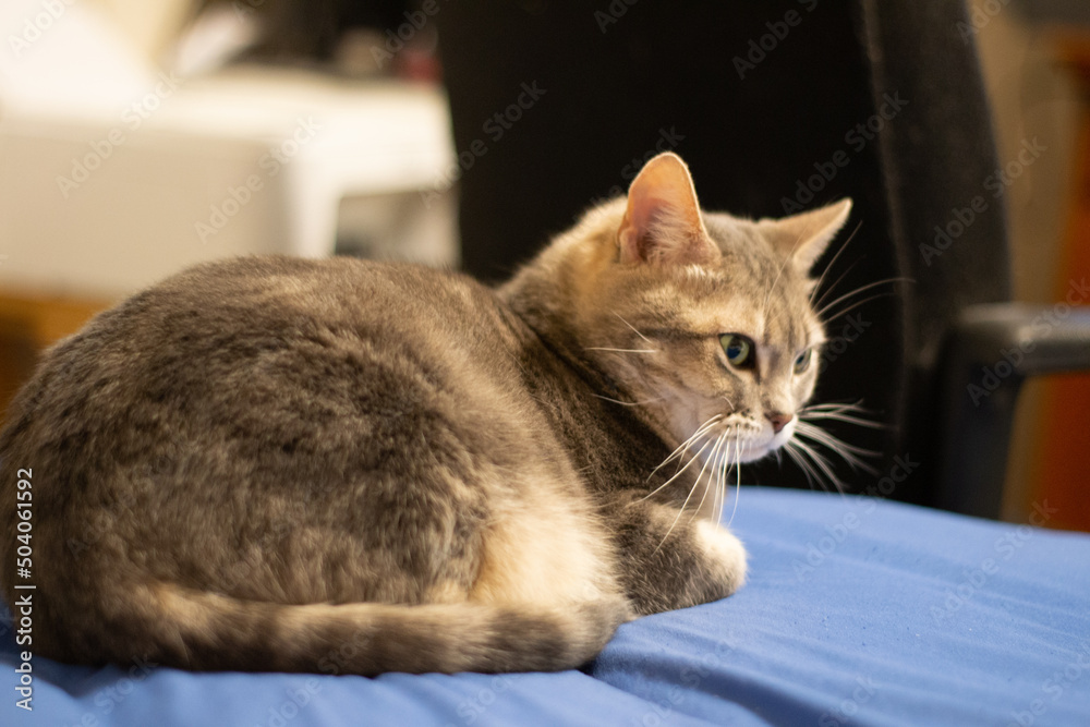 Fototapeta premium Kitten