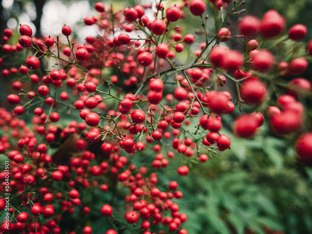 red berries on a bush