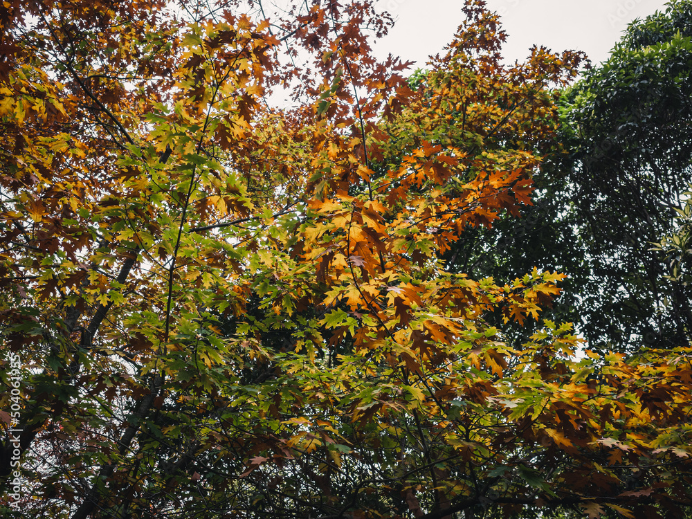 autumn in the park autumn in the park