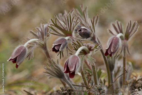 pulsatilla koreana in spring