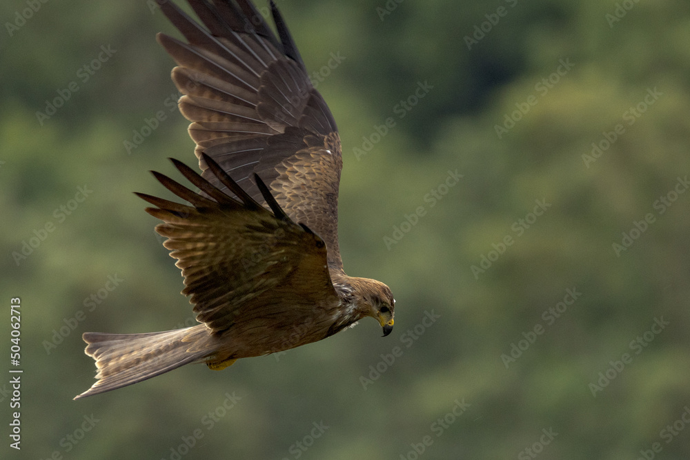 Obraz premium Black Kite in Queensland Australia