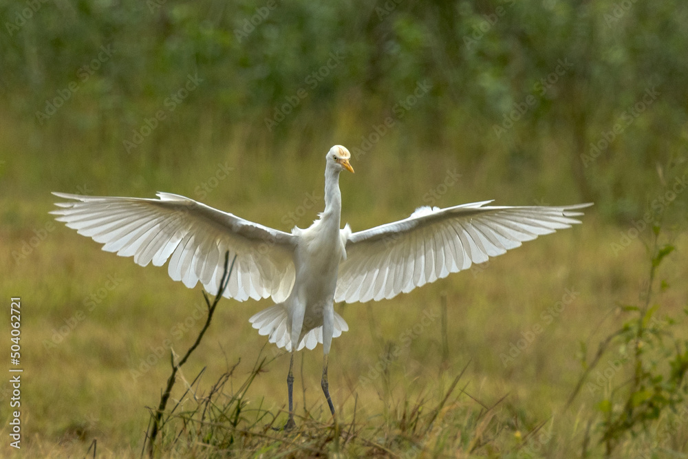 Cattle Egret in Queensland Australia Cattle Egret in Queensland Australia
