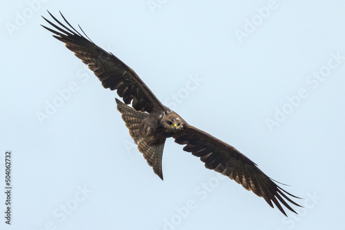 Black Kite in Queensland Australia © Imogen