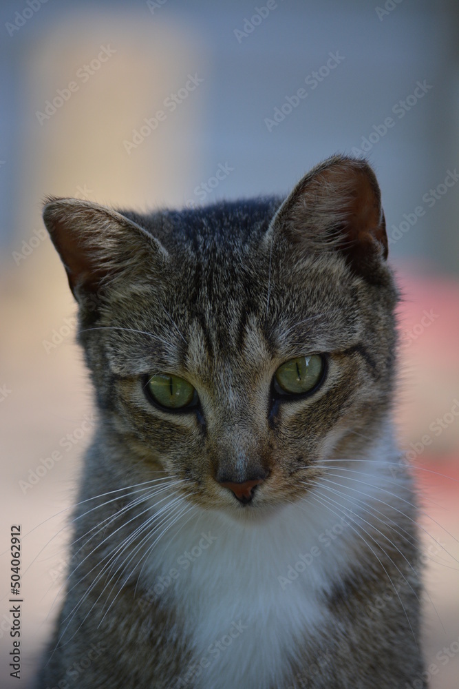 young tom cat staring into camera young tom cat staring into camera