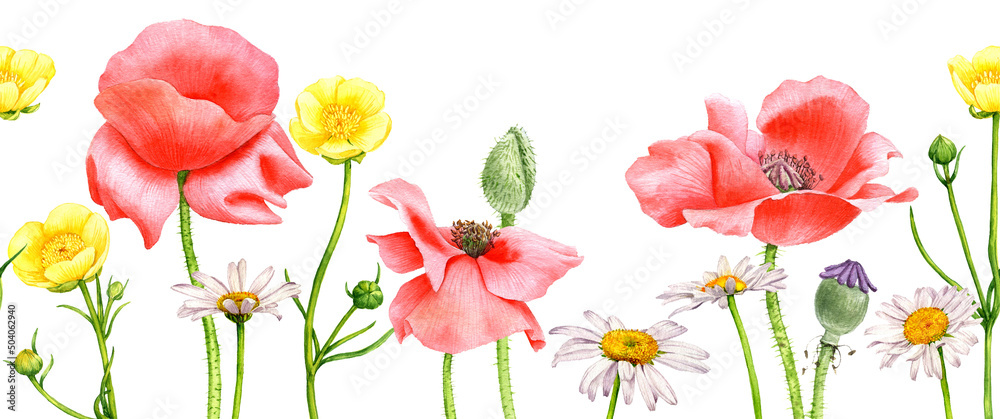 Obraz premium watercolor drawing red poppy flowers and yellow buttercups, floral seamless border background, hand drawn illustration