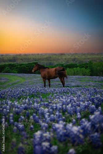 Canvas Print Horse in a bluebonnet field