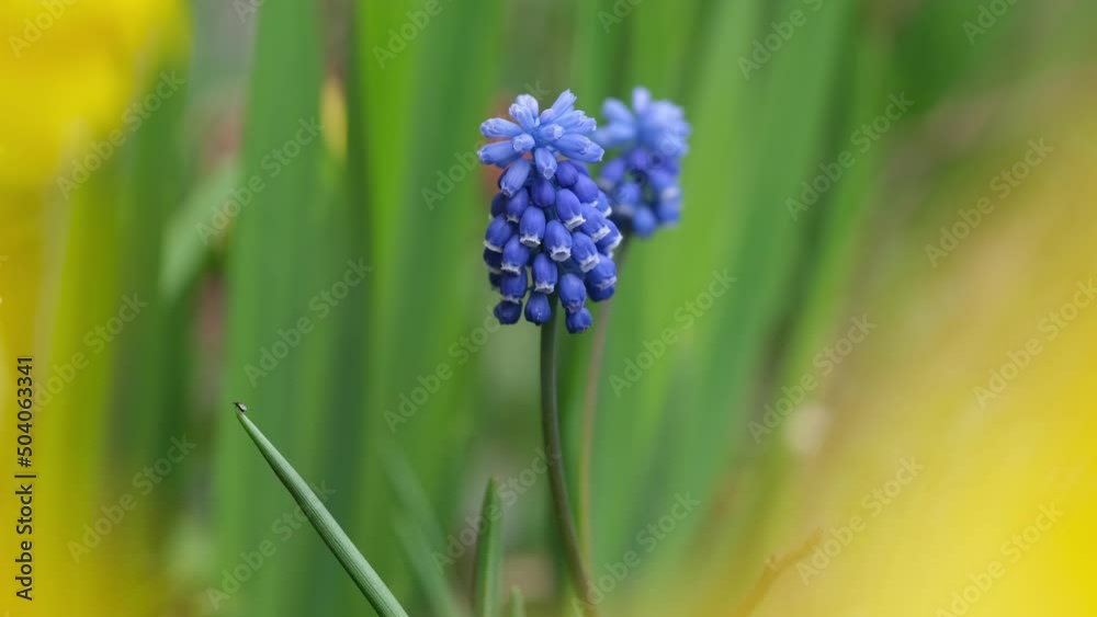The flower of the grape hyacinth sways in the wind. Close-up. The flower of the grape hyacinth sways in the wind. Close-up.