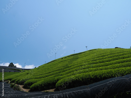 寒冷紗で被覆された黒い部分と収穫前の緑が残る茶畑 photo