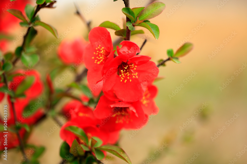 Flowers of Chaenomeles speciosa