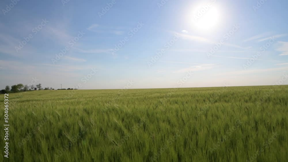 4k video wide angle view view with some young green wheat plants on a wheat grain field against sunny day blue sky. Agriculture and farming industry. 4k video wide angle view view with some young green wheat plants on a wheat grain field against sunny day blue sky. Agriculture and farming industry.