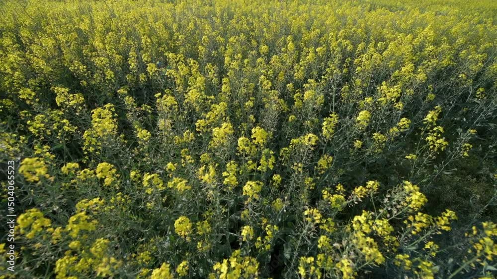 4K video. Wide angle view of a big field wit rapeseed flower plants photographed against blue sky during a sunny day. Agriculture landscape and farming industry. 4K video. Wide angle view of a big field wit rapeseed flower plants photographed against blue sky during a sunny day. Agriculture landscape and farming industry.