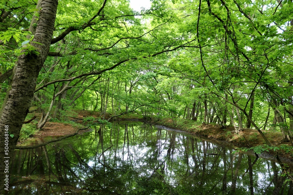 森林の中　爽やかな新緑　池　癒しの風景　みかもやま