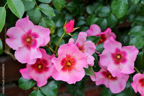 素敵に咲くピンクのバラの花　春のバラ園　みかもやま