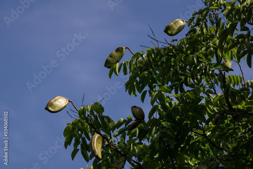 Close up pod,  seed, of Afzelia, Doussie or Makha mong tree tropical native plant of Asia and Thailand photo