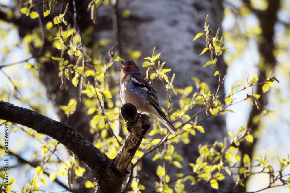 chaffinch sings on a tree