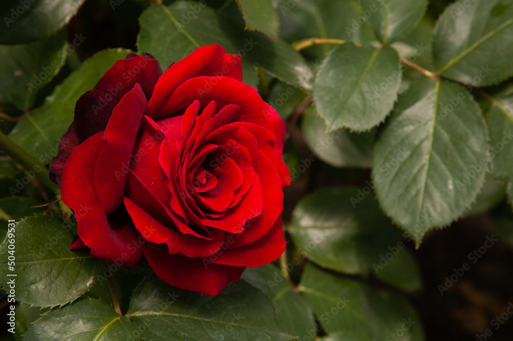Blooming bright burgundy rose in the park after the rain Blooming bright burgundy rose in the park after the rain