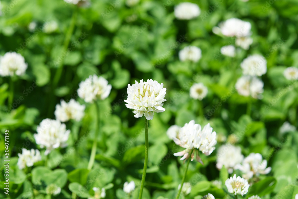 白色の小花　クローバー