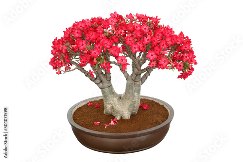 beautiful red desert Rose bonsai isolated on white background, a bonsai for decoration of the environment. Rosa do deserto or Adenium Obesum