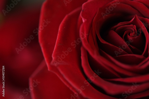 赤色の花 薔薇
