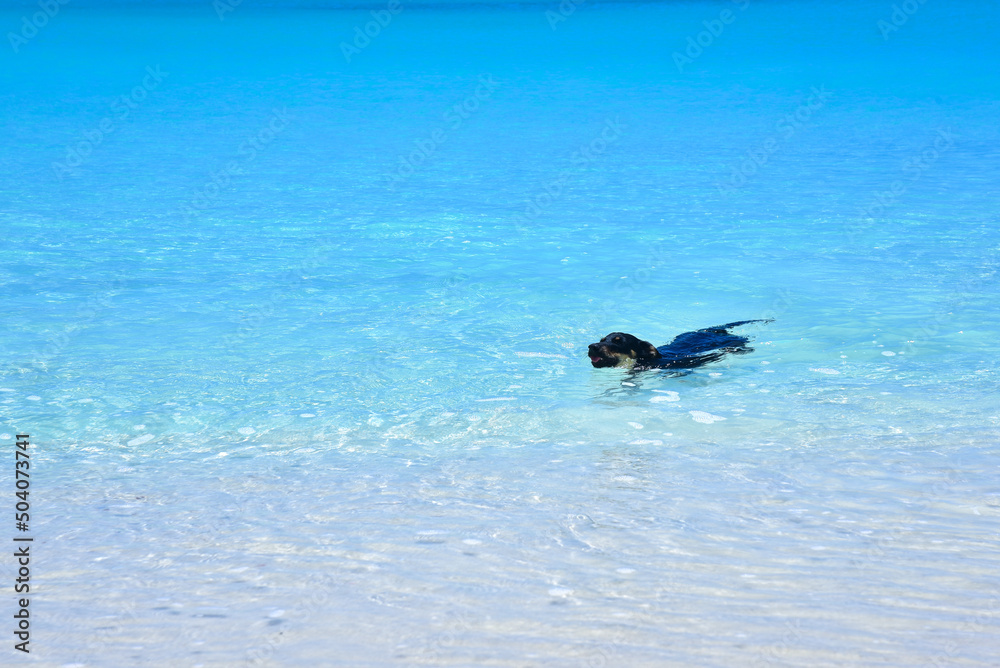 Fototapeta premium きれいな海で気持ち良さそうに泳ぐ犬