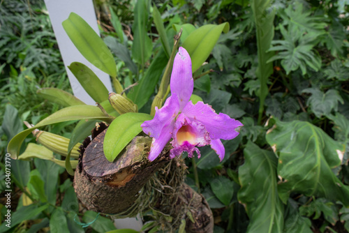 Orquidea morada en tronco de árbol