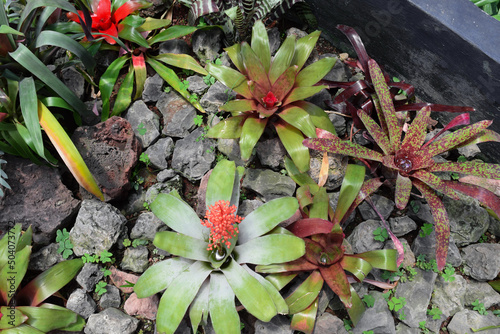 Fondo de plantas colores verdes y rojos