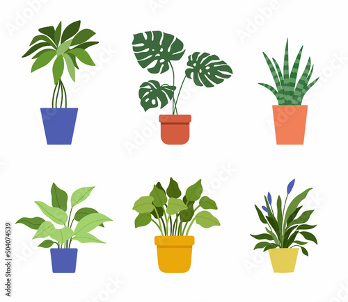 Hand drawn house plants and flower in pots. Set of vector illustrations in flat style isolated on white background. Potted monstera