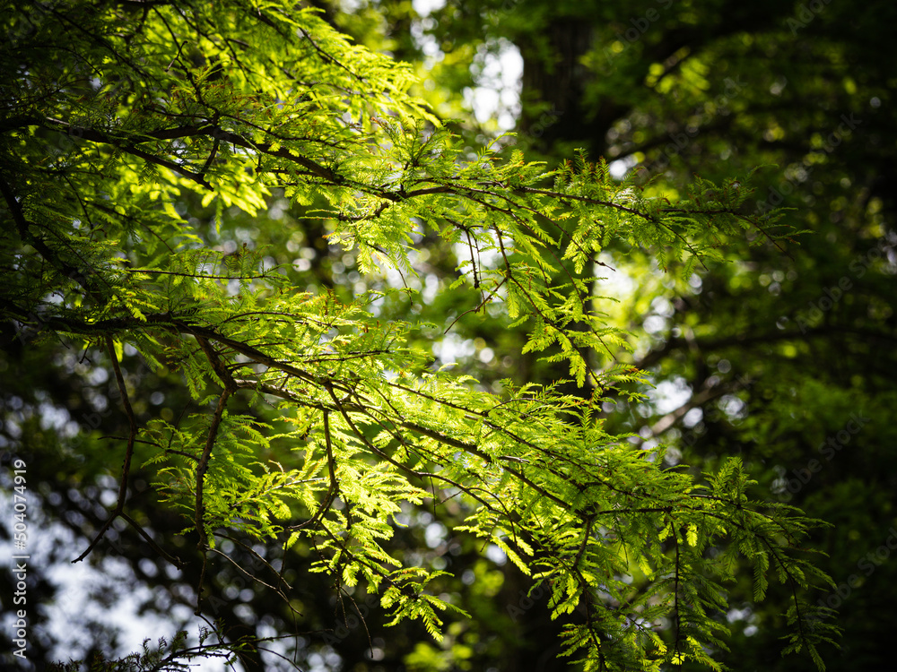 Fototapeta premium 木漏れ日