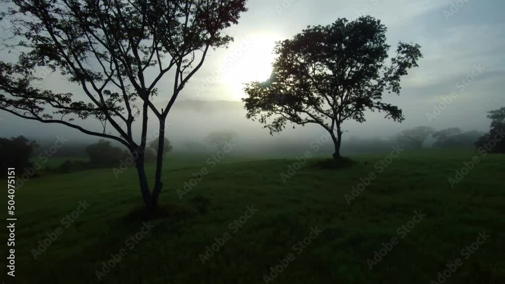 view of drone flying through trees and fog at dawn. cool and peaceful atmosphere in the morning. amazing stock nature footage view of drone flying through trees and fog at dawn. cool and peaceful atmosphere in the morning. amazing stock nature footage